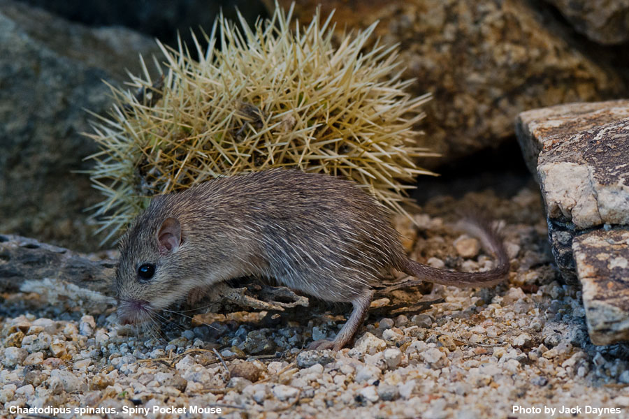 Spiney Pocket Mouse - Chaetodipus spinatus