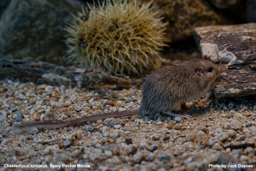 Spiney Pocket Mouse - Chaetodipus spinatus