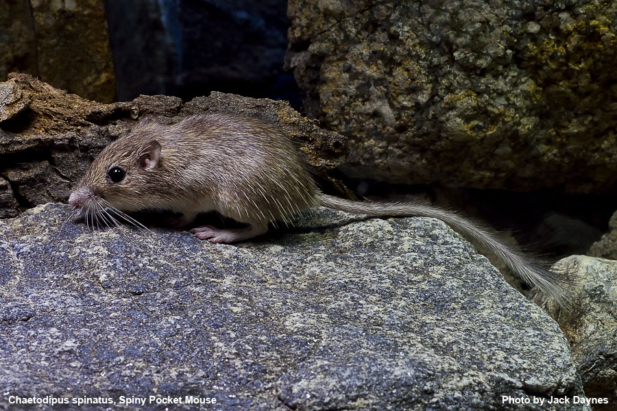 Spiney Pocket Mouse - Chaetodipus spinatus