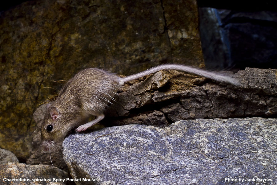 Spiney Pocket Mouse - Chaetodipus spinatus