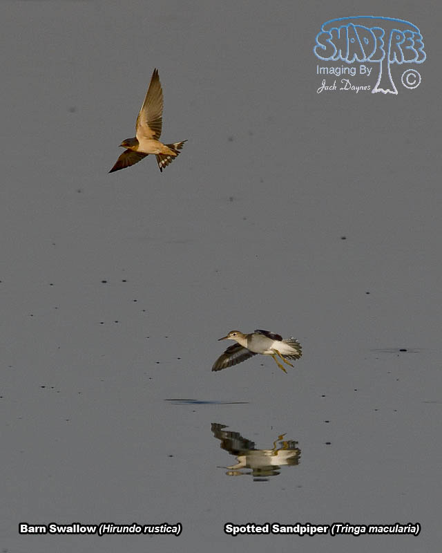Barn Swallow - Hirundo rustica