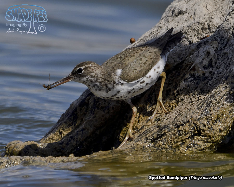 Spotted Sandpiper - Tringa macularia