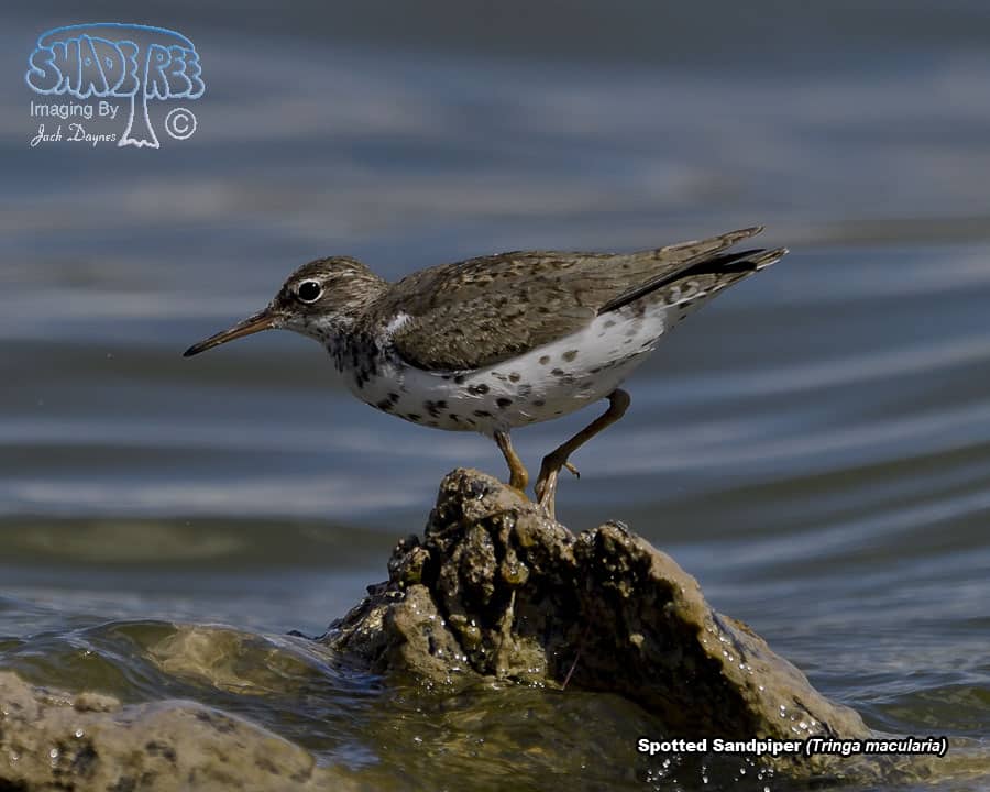 Spotted Sandpiper - Tringa macularia