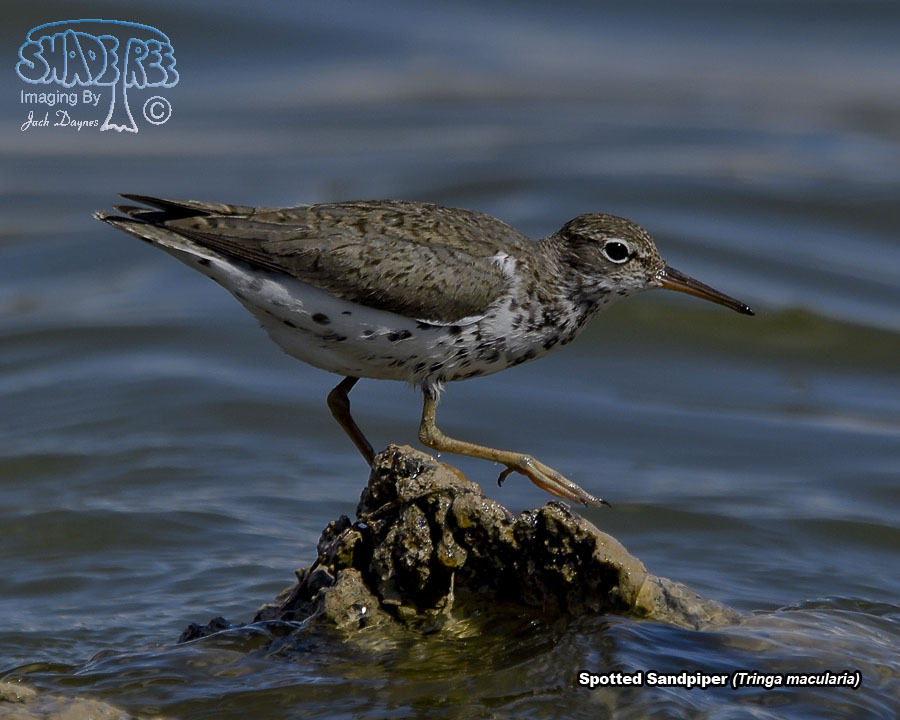 Spotted Sandpiper - Tringa macularia