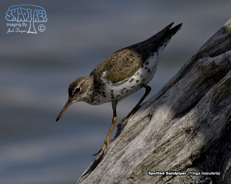 Spotted Sandpiper - Tringa macularia