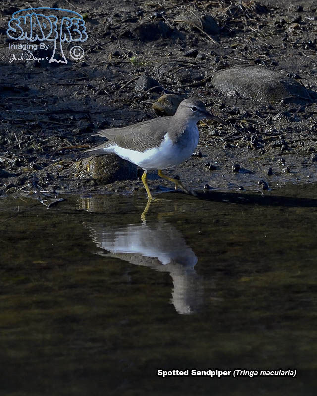 Spotted Sandpiper - Tringa macularia