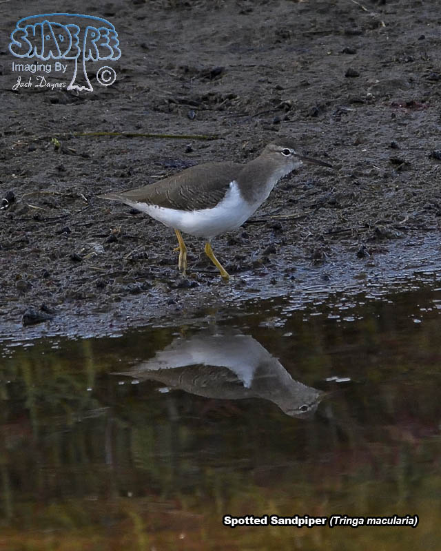 Spotted Sandpiper - Tringa macularia