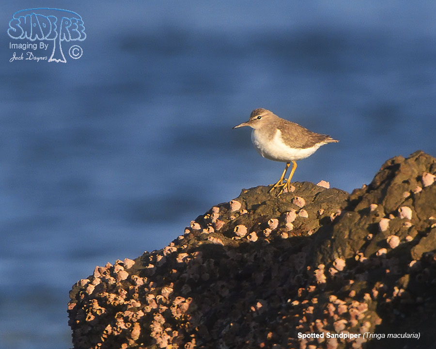 Spotted Sandpiper - Tringa macularia