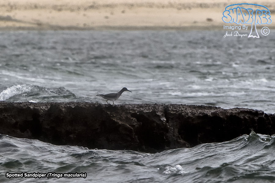 Spotted Sandpiper - Tringa macularia