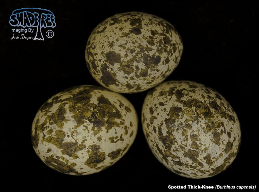 Spotted Thick-knee - Burhinus capensis