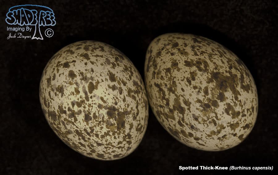 Spotted Thick-knee - Burhinus capensis