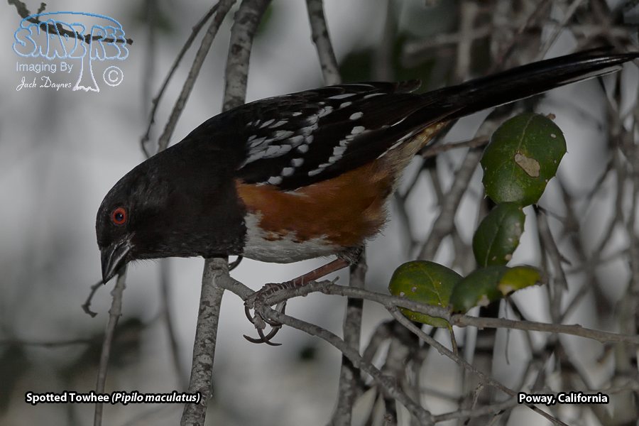 Spotted Towhee - Pipilo maculatus