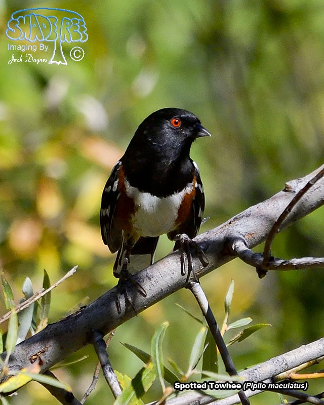 Spotted Towhee - Pipilo maculatus