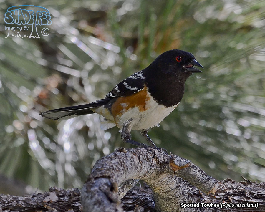 Spotted Towhee - Pipilo maculatus