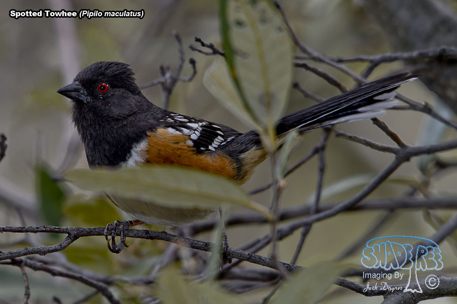 Spotted Towhee - Pipilo maculatus