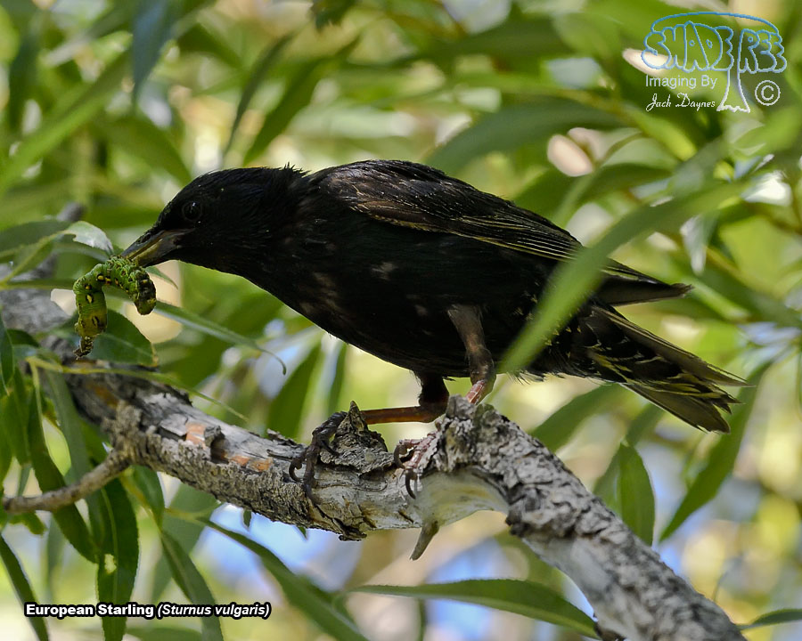 European Starling - Sturnus vulgaris