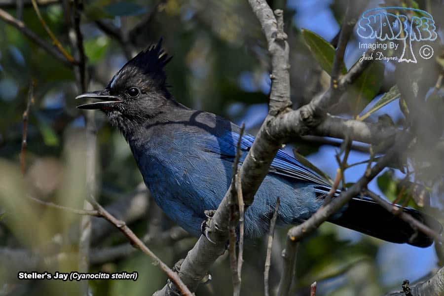 Steller's Jay - Cyanocitta stelleri