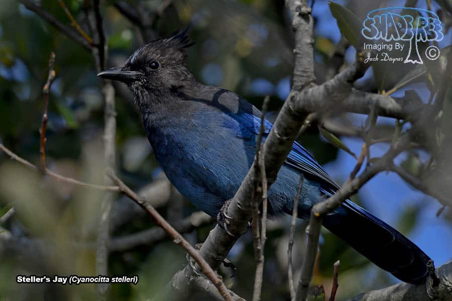 Steller's Jay - Cyanocitta stelleri