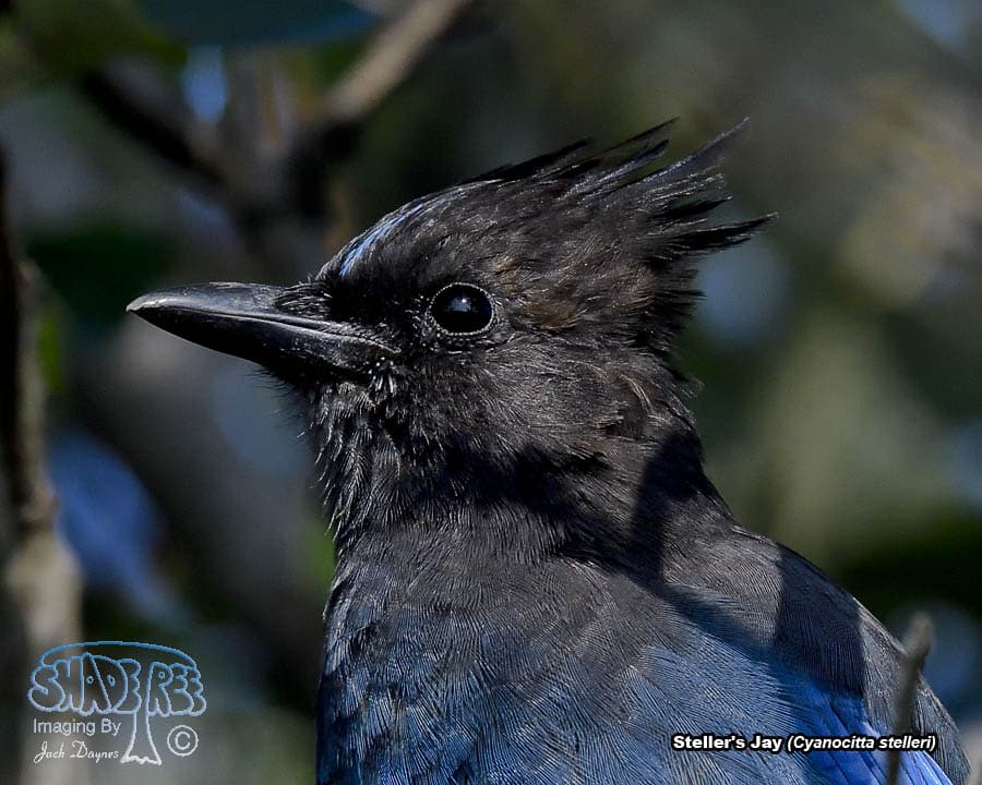 Steller's Jay - Cyanocitta stelleri