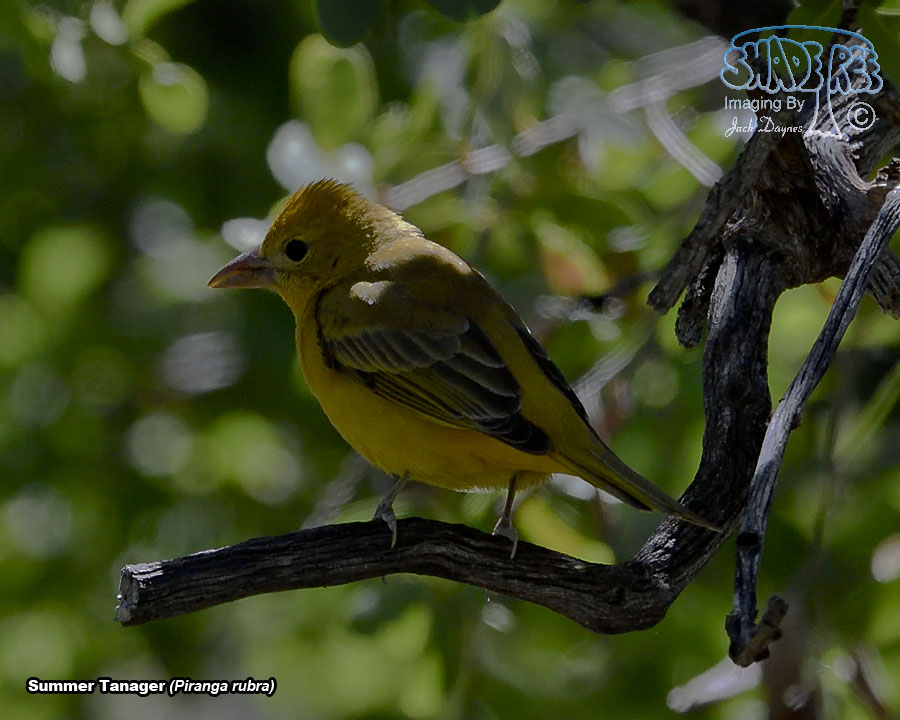 Summer Tanager - Piranga rubra