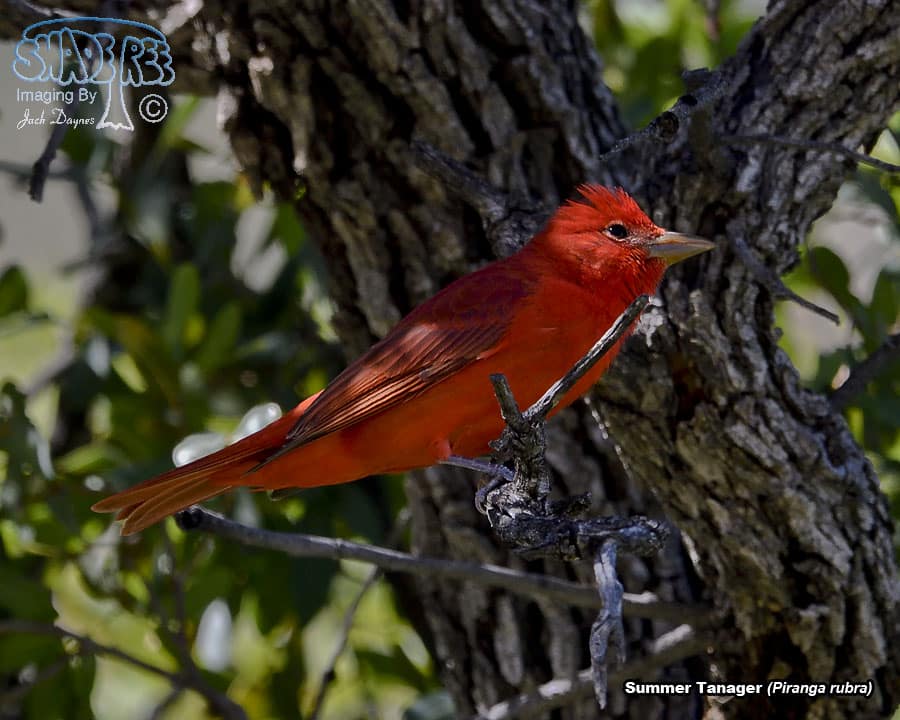 Summer Tanager - Piranga rubra