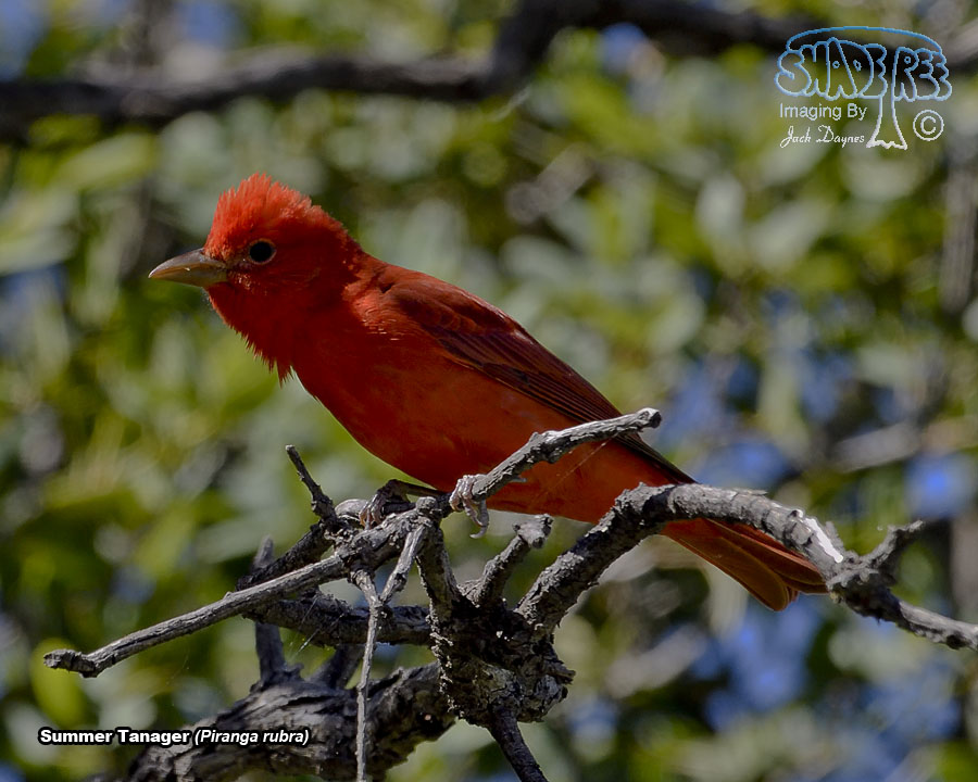 Summer Tanager - Piranga rubra