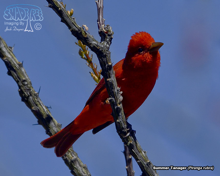 Summer Tanager - Piranga rubra