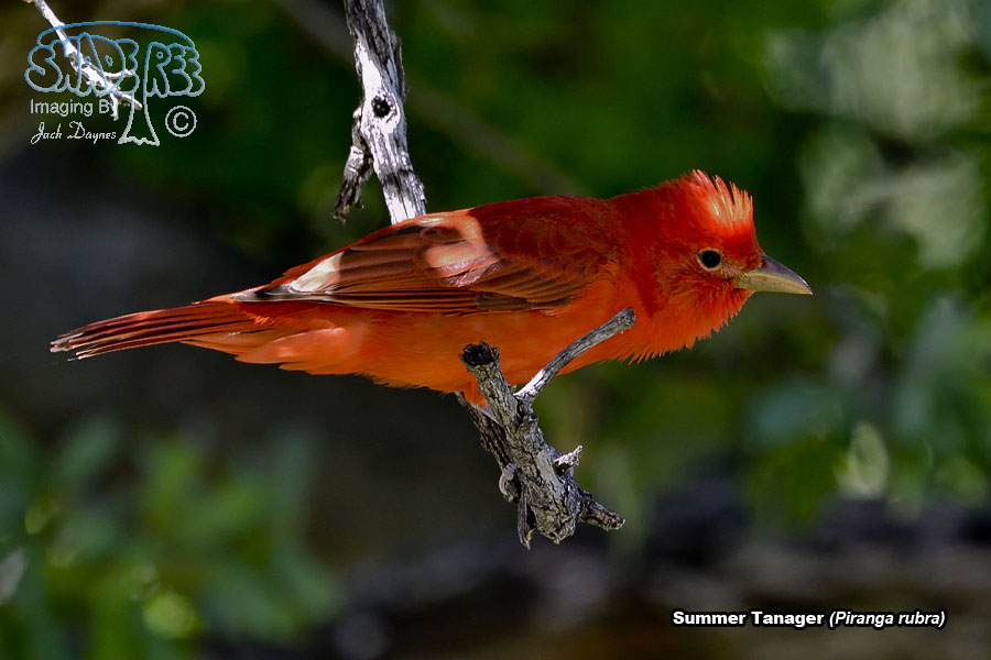 Summer Tanager - Piranga rubra