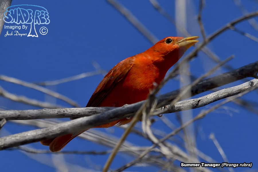 Summer Tanager - Piranga rubra
