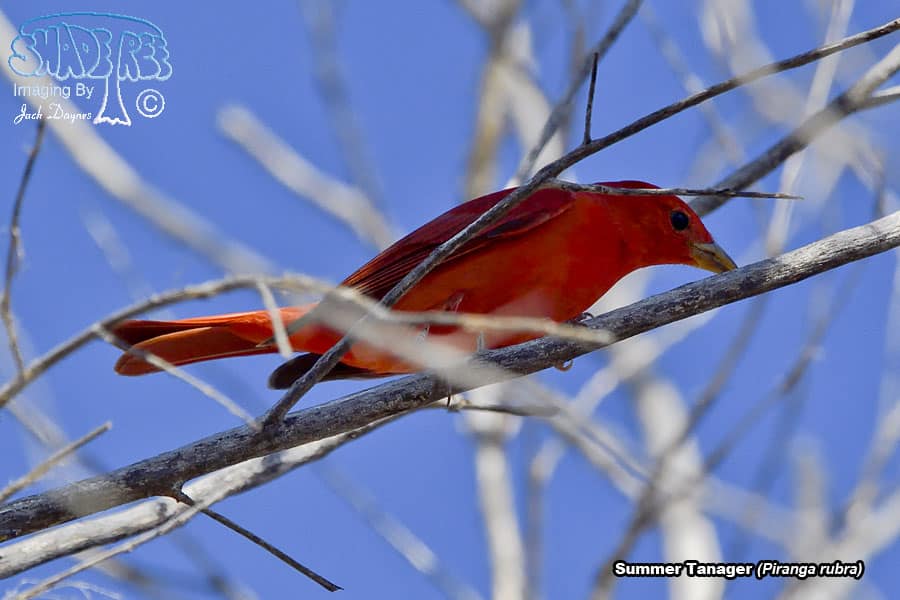 Summer Tanager - Piranga rubra