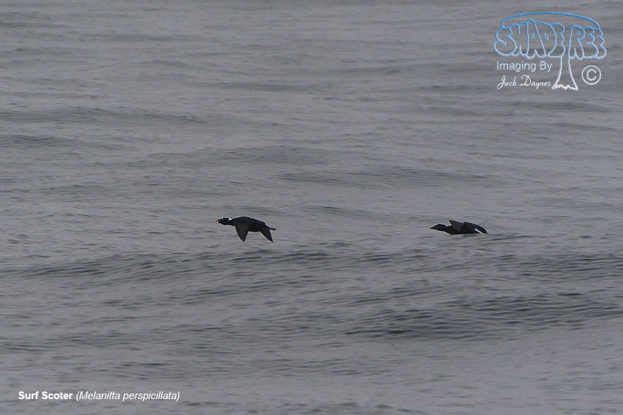 Surf Scoter - Melanitta perspicillata