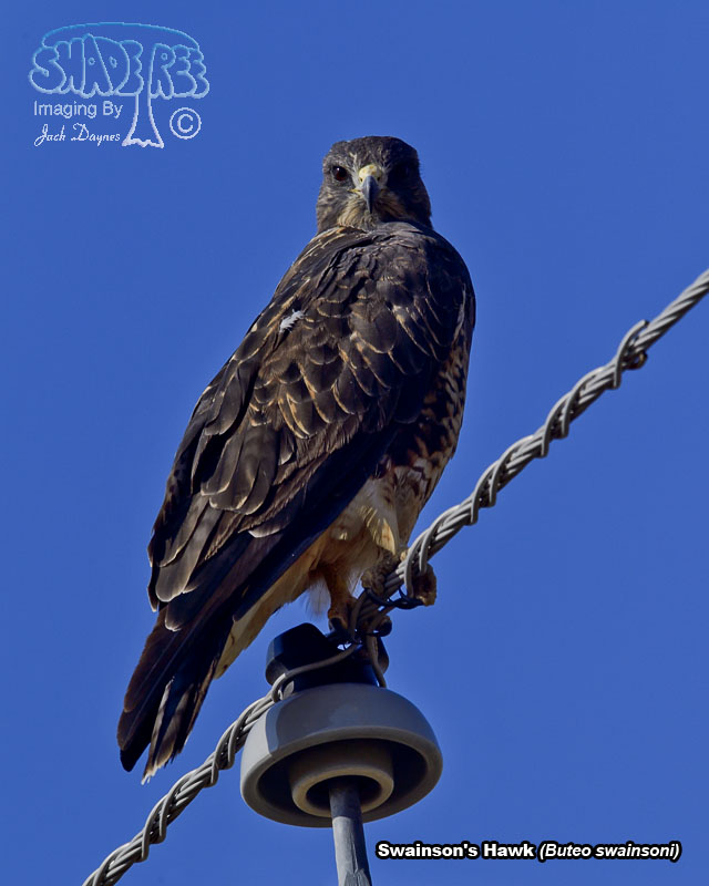 Swainson's Hawk - Buteo swainsoni