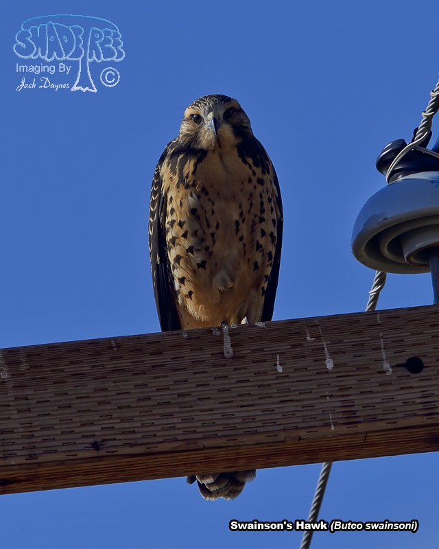 Swainson's Hawk - Buteo swainsoni