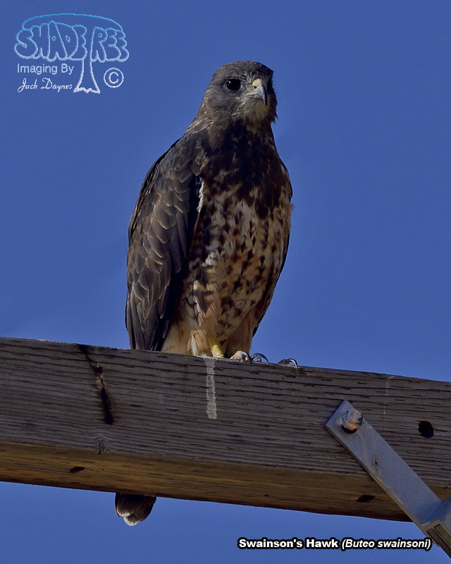 Swainson's Hawk - Buteo swainsoni