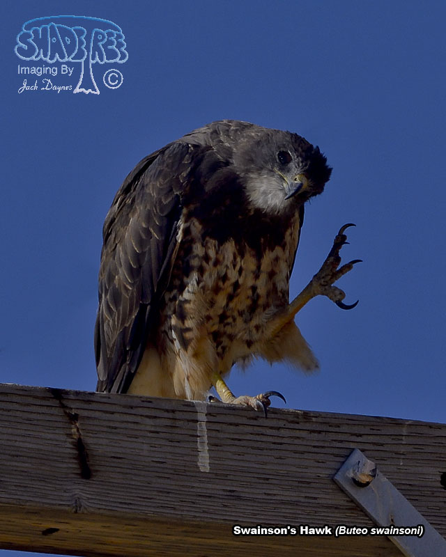 Swainson's Hawk - Buteo swainsoni