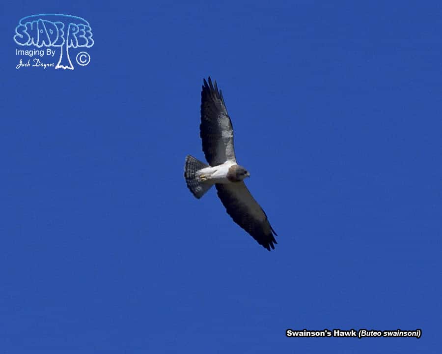 Swainson's Hawk - Buteo swainsoni