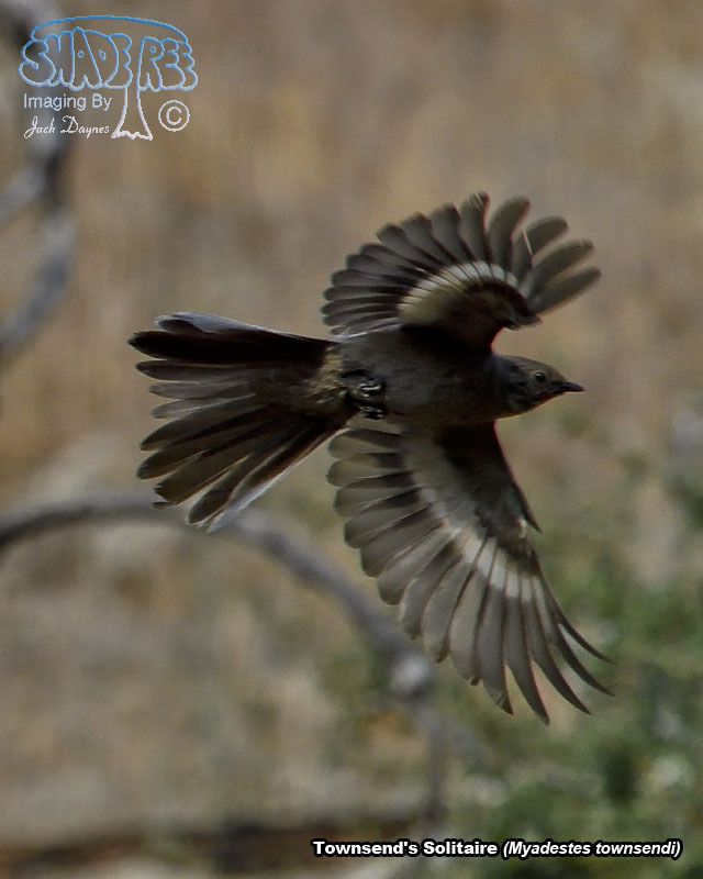 Townsend's Solitaire - Myadestes townsendi