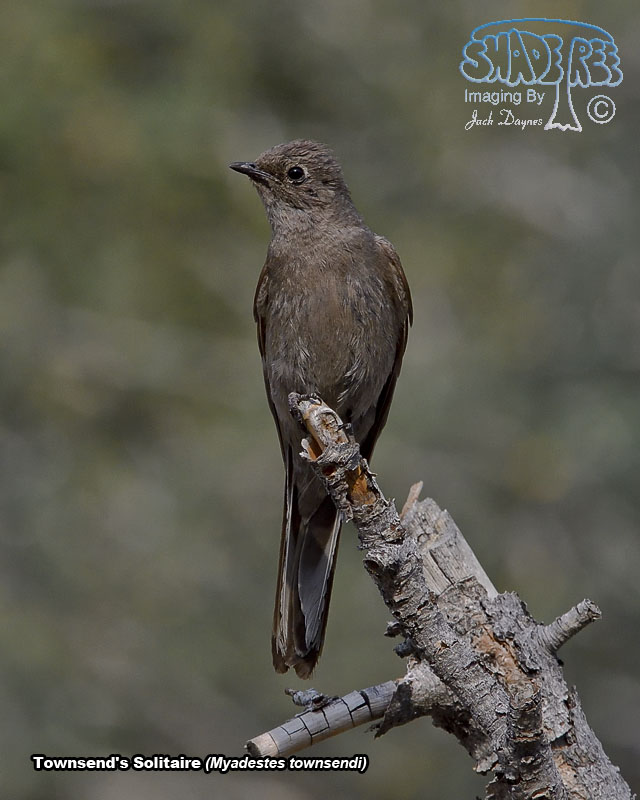 Townsend's Solitaire - Myadestes townsendi