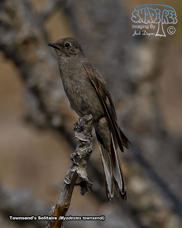 Townsend's Solitaire - Myadestes townsendi