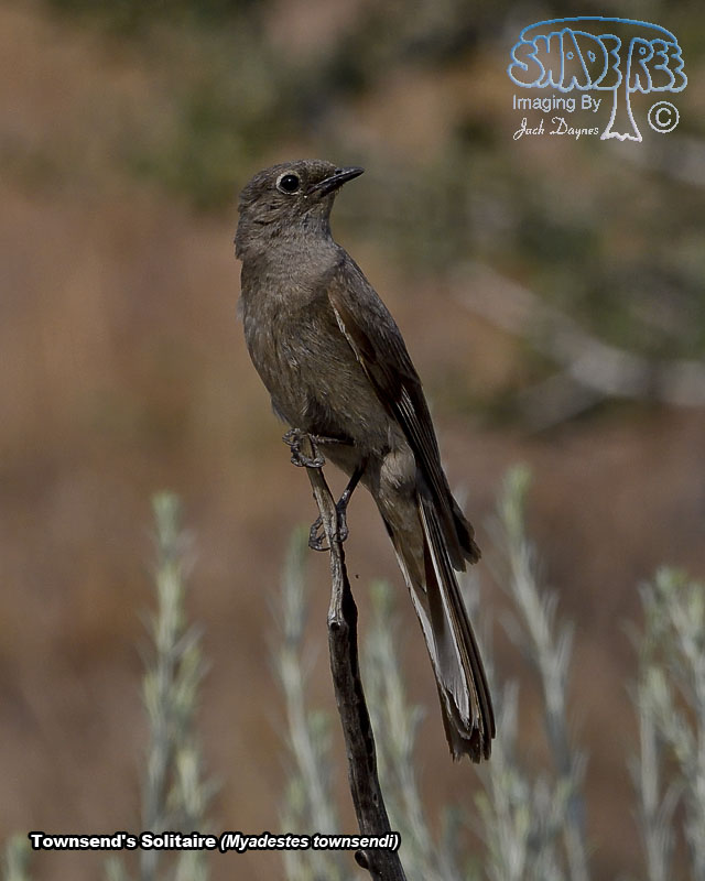Townsend's Solitaire - Myadestes townsendi