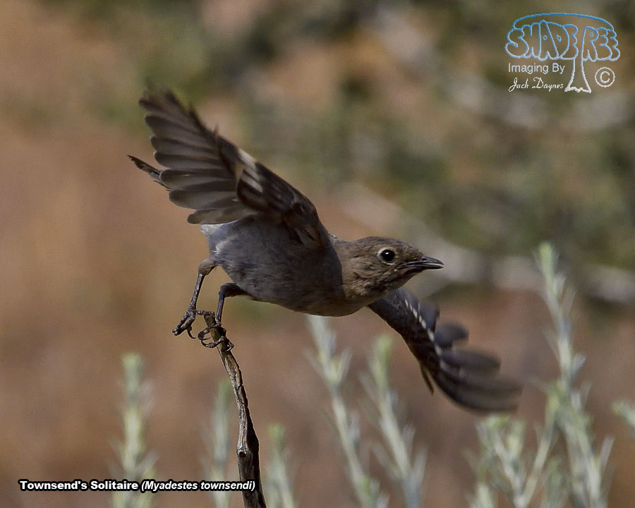 Townsend's Solitaire - Myadestes townsendi