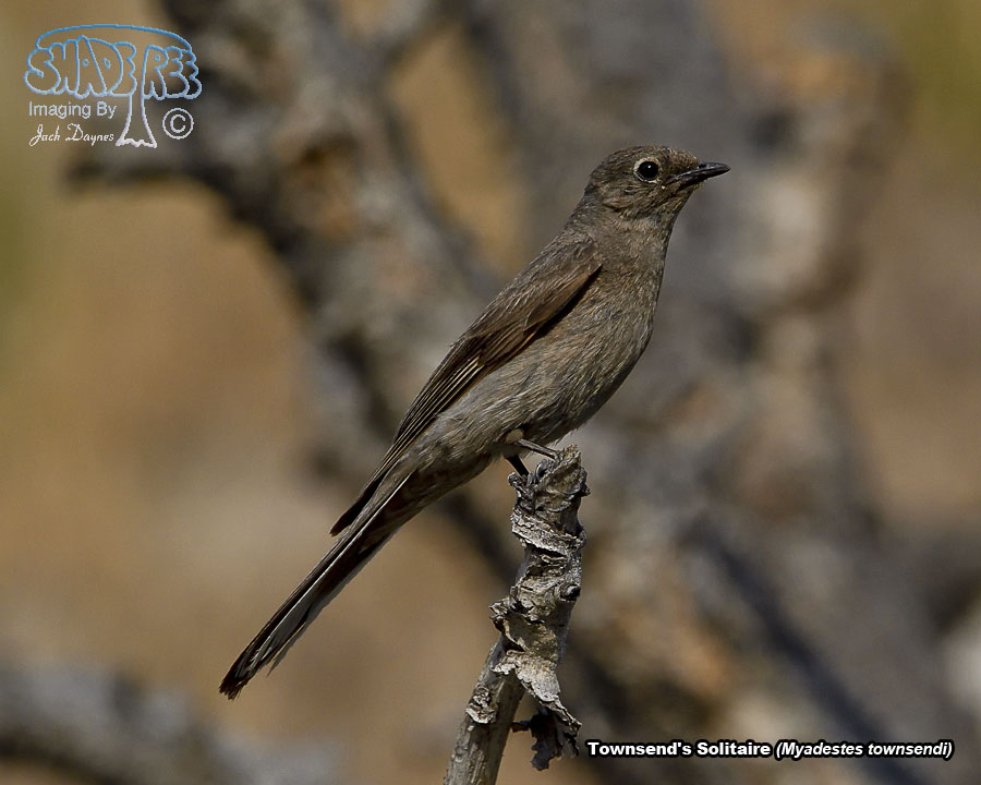 Townsend's Solitaire - Myadestes townsendi