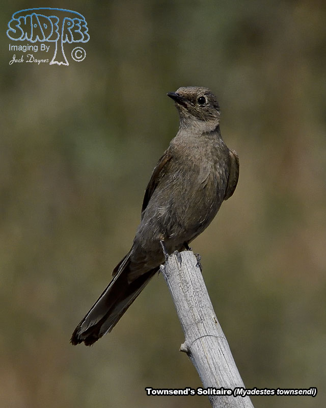 Townsend's Solitaire - Myadestes townsendi