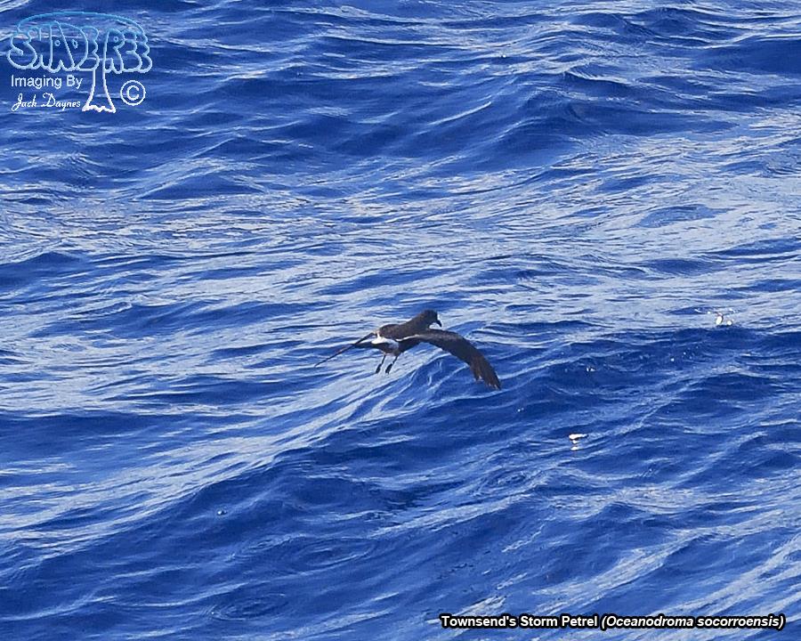 Townsend's Storm Petrel - Oceanodroma socorroensis
