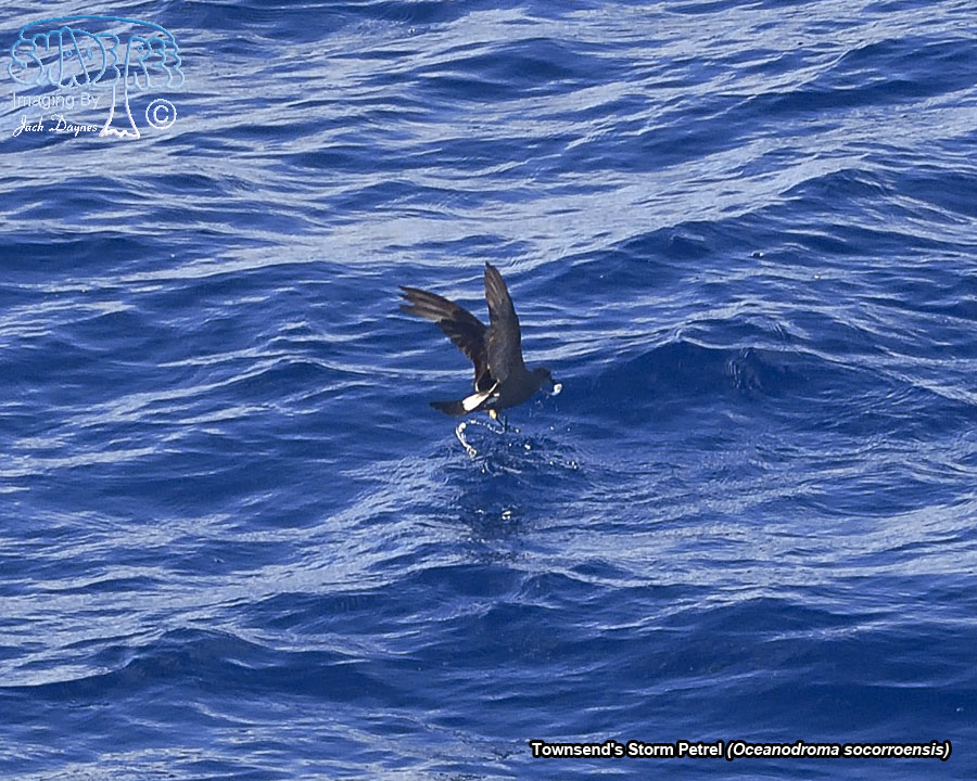 Townsend's Storm Petrel - Oceanodroma socorroensis