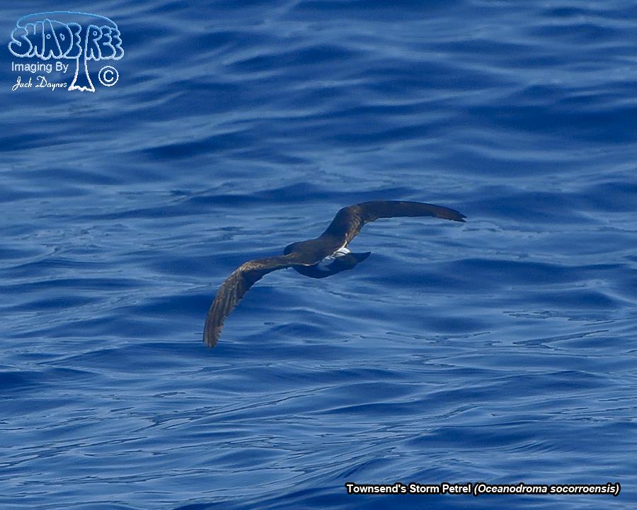 Townsend's Storm Petrel - Oceanodroma socorroensis