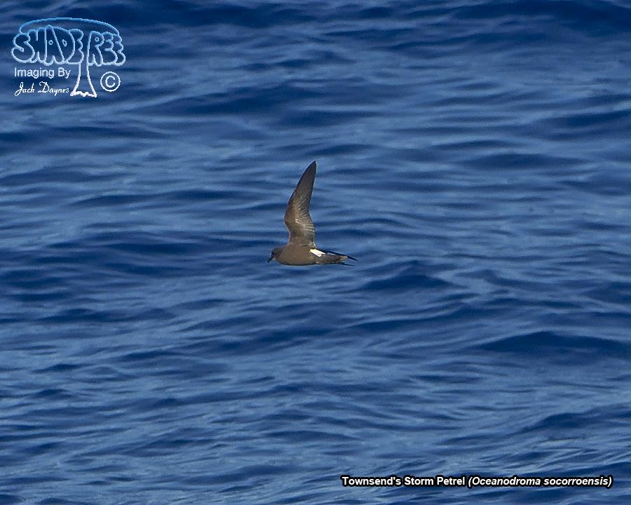 Townsend's Storm Petrel - Oceanodroma socorroensis