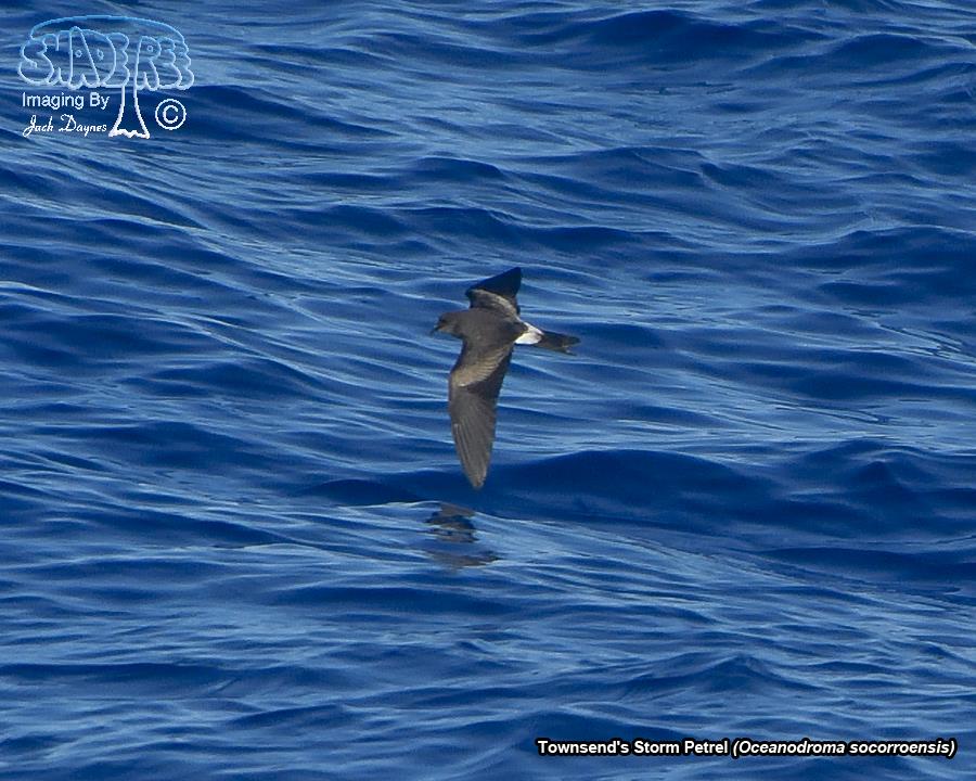 Townsend's Storm Petrel - Oceanodroma socorroensis