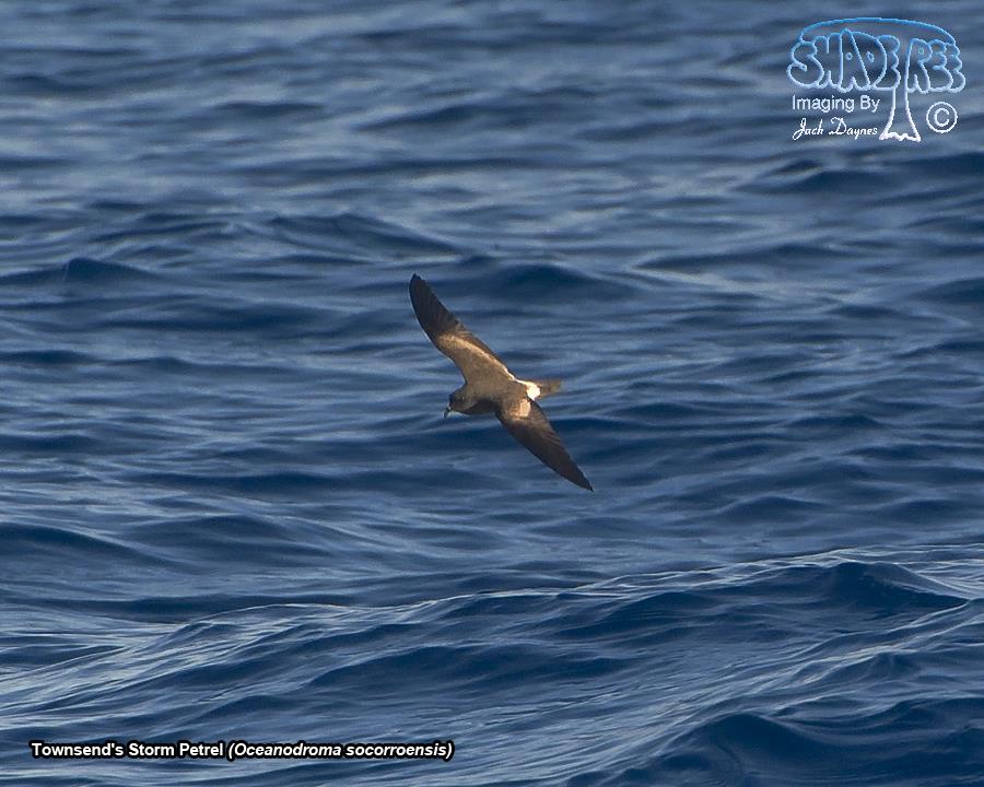 Townsend's Storm Petrel - Oceanodroma socorroensis