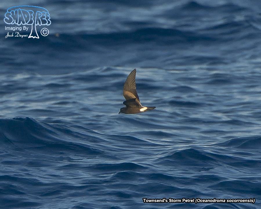 Townsend's Storm Petrel - Oceanodroma socorroensis